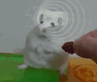 a white hamster is standing on its hind legs and looking at something