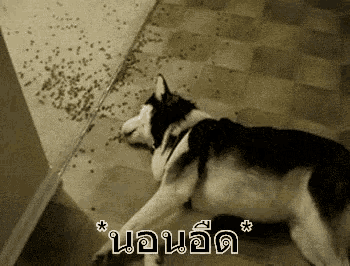a husky dog is laying on the floor with a pile of dog food on the floor .