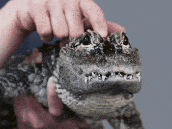 a person is petting a small alligator with a gray background