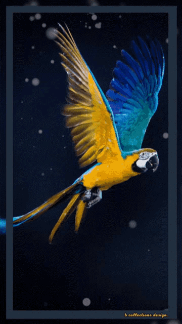 a blue and yellow parrot is flying in a dark sky