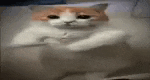 a cat is sitting in a bathtub with its arms crossed and looking at the camera .