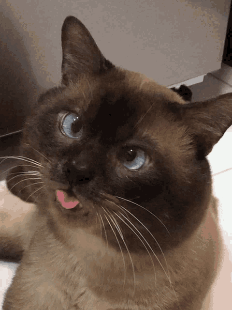Blep Cat GIF - Blep Cat Lick GIFs