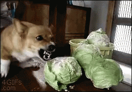 Cabbage Dog GIF - Cabbage Dog Doge GIFs