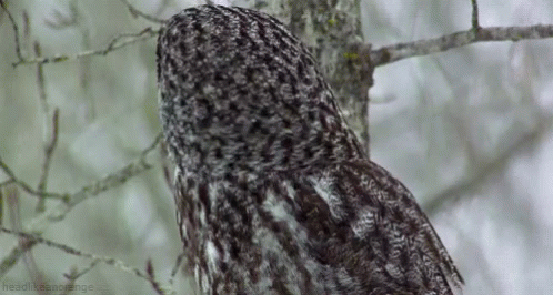 Owl Shookt GIF - Owl Shookt Surprised GIFs