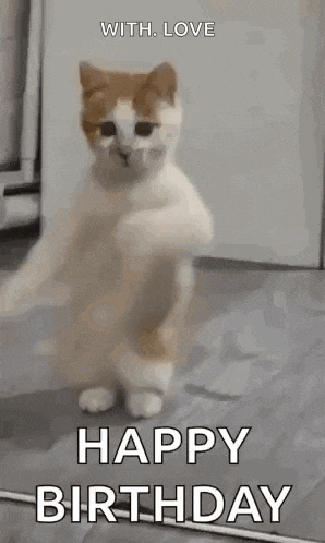 a brown and white cat is standing on its hind legs and dancing .