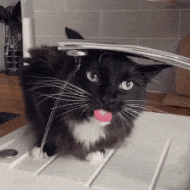 Drinking Funny GIF - Drinking Funny Cat GIFs