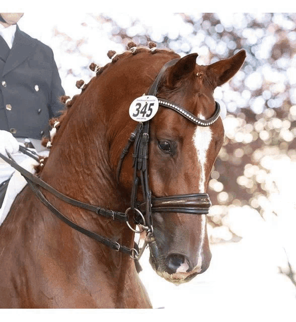 a close up of a horse with a tag that says 345