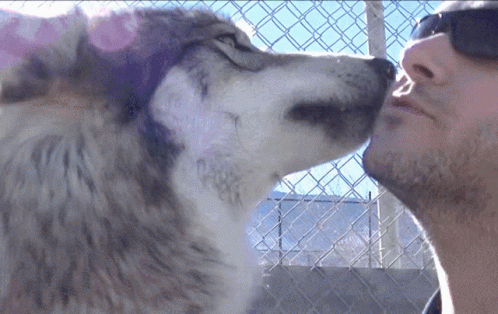 Lothy Wolf GIF - Lothy Wolf Grooming GIFs