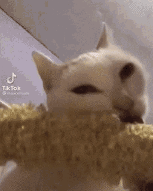 Cat Kitty GIF - Cat Kitty Silly GIFs