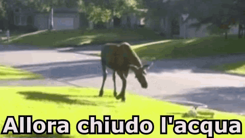 a moose walking down a street with the words " allora chiudo l'acqua " written below it
