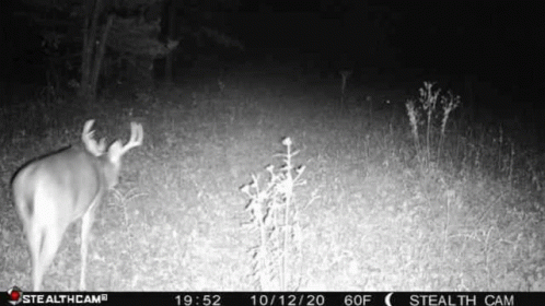 Deer Hunting GIF - Deer Hunting GIFs