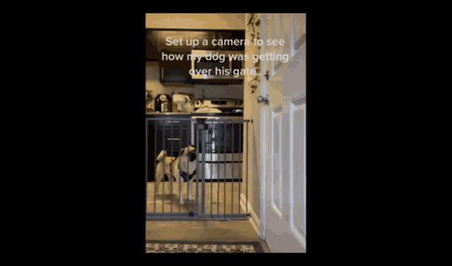 a video of a dog getting over a gate