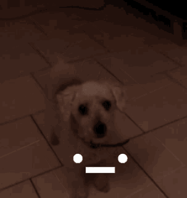 a small white dog standing on a tiled floor with a smiley face drawn on it