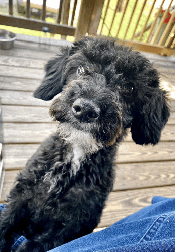 a small black dog sitting on a wooden deck looking at the camera
