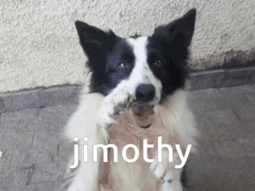 Jimothy GIF - Jimothy GIFs