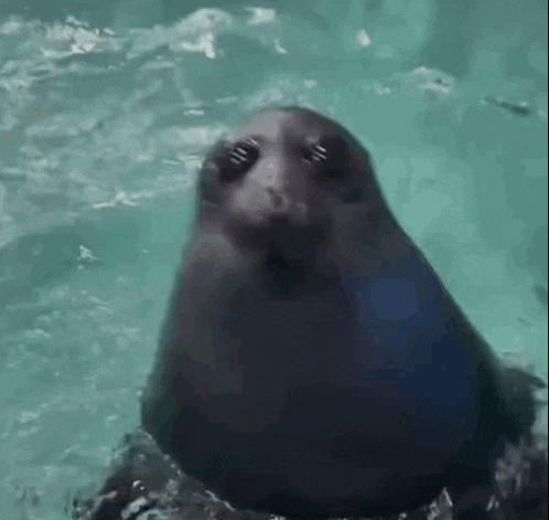 Baikal Seal GIF - Baikal Seal GIFs