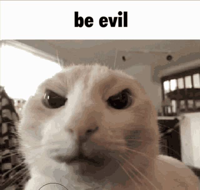 a close up of a cat 's face with a caption that says be evil .