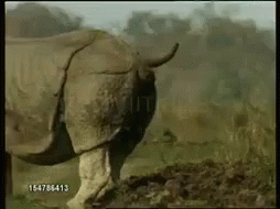 Poop Rhino GIF