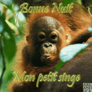 a picture of a baby orangutan with the words bonne nuit mon petit singe on it
