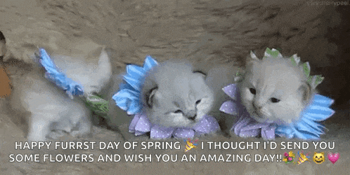 three kittens wearing flowers on their necks are laying next to each other