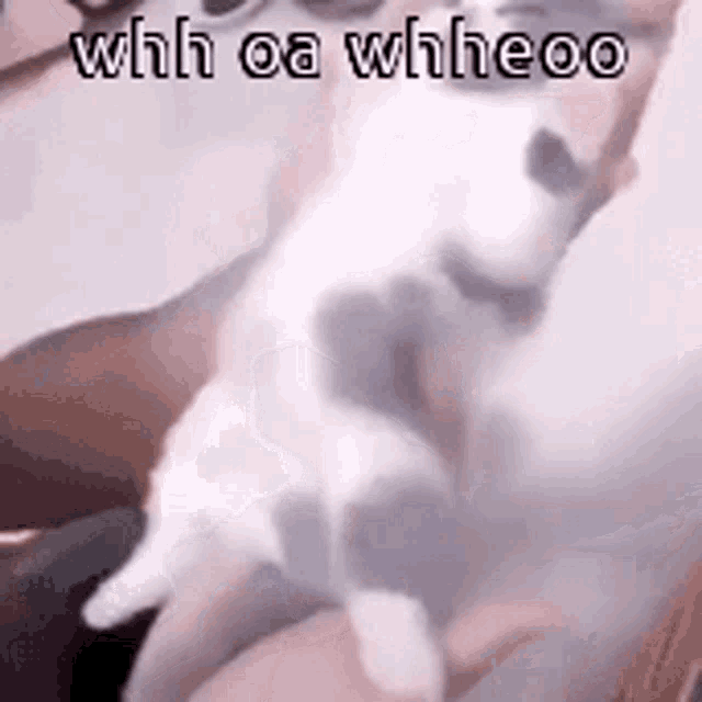 Animals With Captions Wiggly Cat GIF - Animals With Captions Wiggly Cat Tiny Cat GIFs