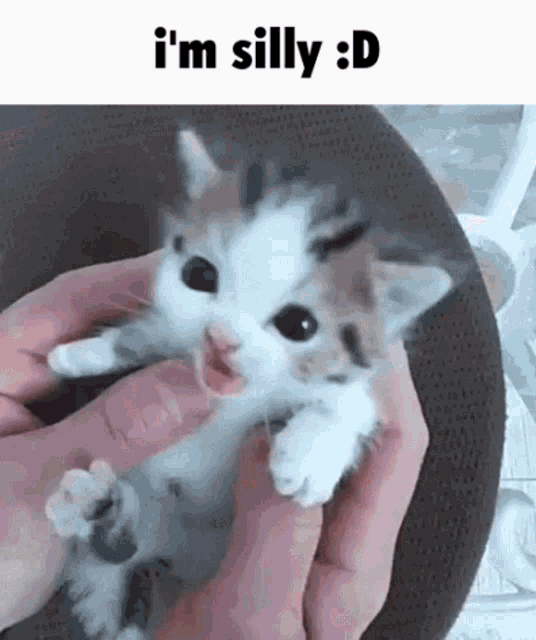 Silly Kitten Im Silly GIF