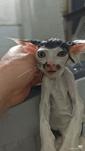 a person is holding a cat in a bathtub .