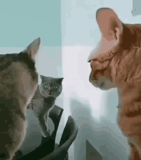 two cats are looking at each other in a room .