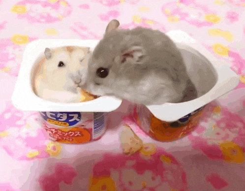 two hamsters are eating out of a container that says ' mixed ' on it