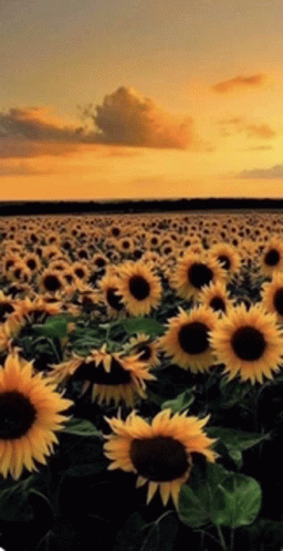Sunflowers Sunshine GIF - Sunflowers Sunshine GIFs