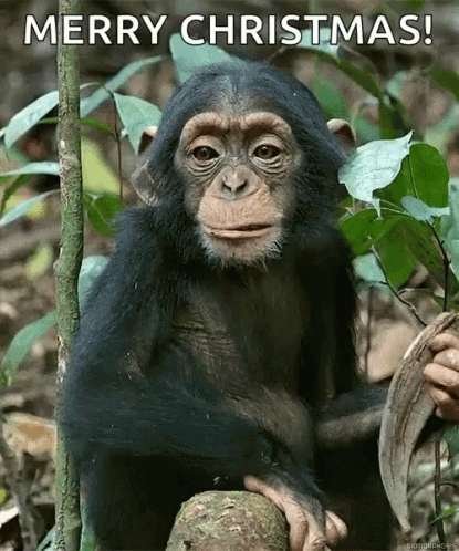 Monkey Eating GIF - Monkey Eating Wild Life GIFs
