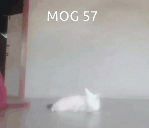 Mog 57 GIF - Mog 57 Mog57 GIFs