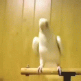 Think You Can Mess With These Moves? Nuh Uh! GIF - Bird Dance Moves GIFs