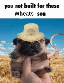 Wheats GIF - Wheats GIFs