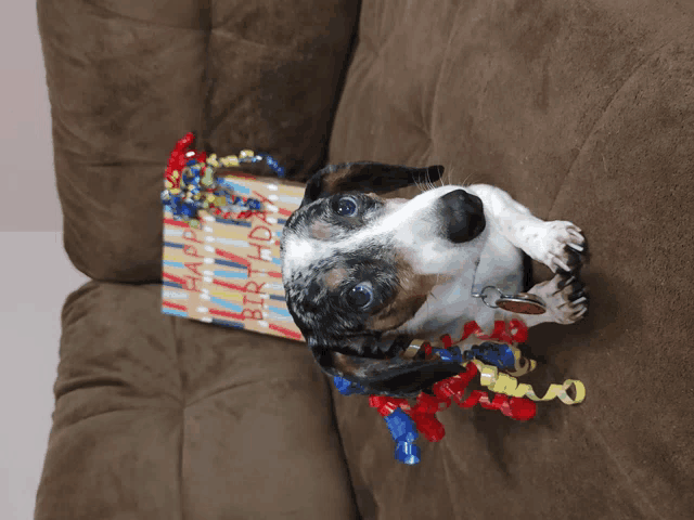 a dachshund laying on a couch next to a birthday present