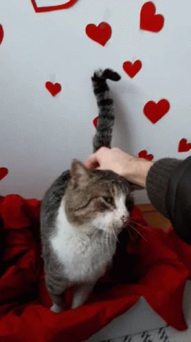 Stefan Panic Cat Love GIF - Stefan Panic Cat Love Valentines Day GIFs