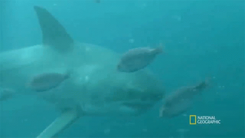 Looking For Food When Sharks Attack GIF - Looking For Food When Sharks Attack Hunting GIFs