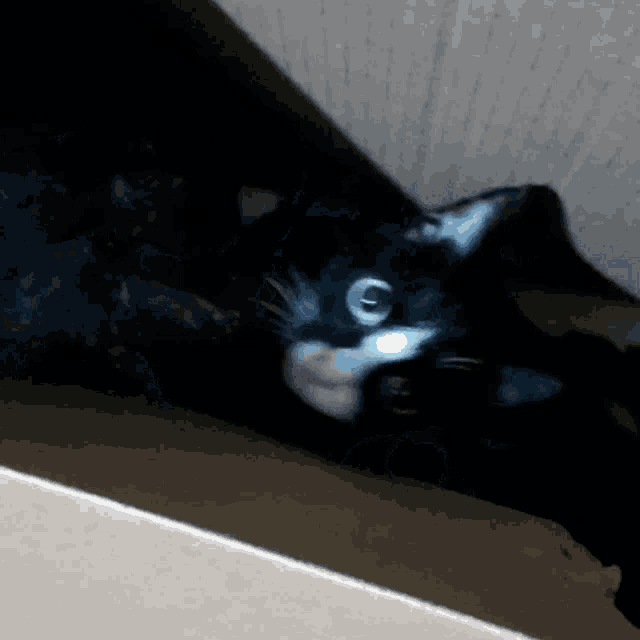 a black cat is laying in a box with its eyes glowing
