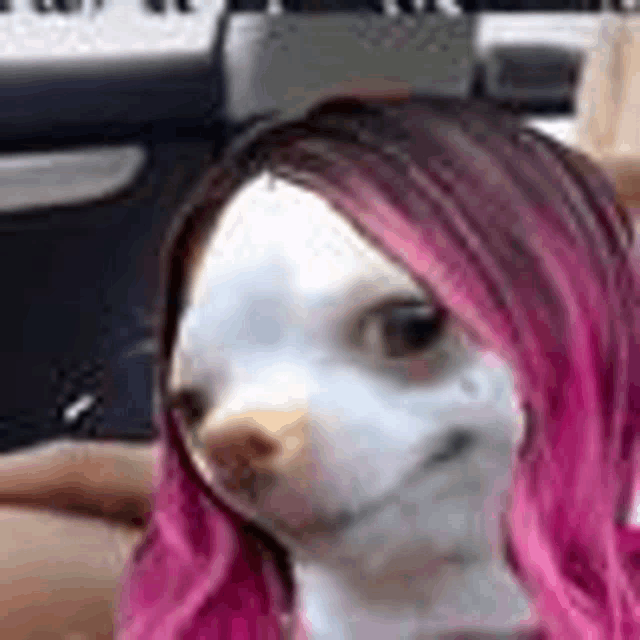 a white chihuahua with pink hair is sitting in a car .