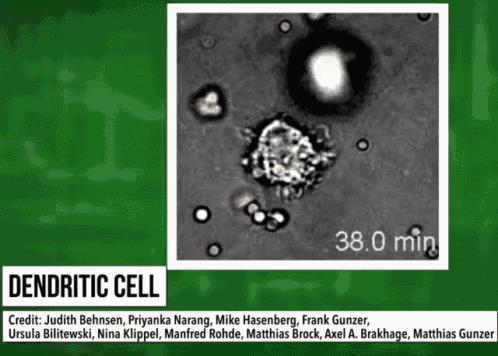 Dendritic Cell GIF - Dendritic Cell GIFs