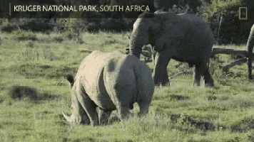 Rhino Spar GIF - Rhino Spar Elephant GIFs