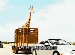 Life Is Great The Hangover GIF - Life Is Great The Hangover GIFs