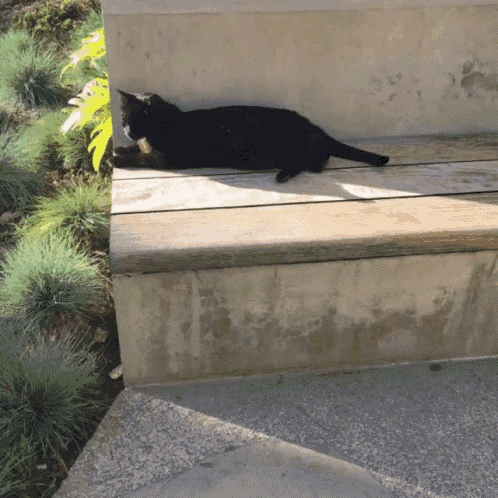 a black cat is laying down on a wooden bench