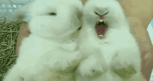 two white rabbits are yawning in a person 's hands