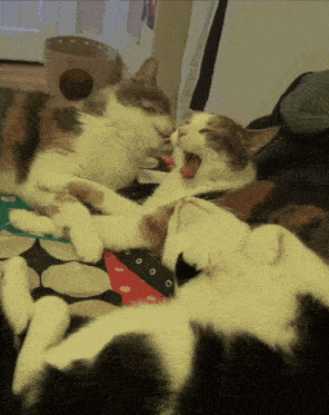 a calico cat is yawning while two other cats sleep on a bed