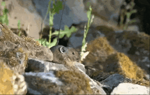 a small mouse is sitting on top of a pile of rocks