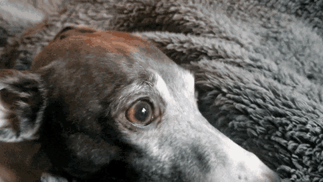 Jaxi Jaxine GIF - Jaxi Jaxine Greyhound GIFs