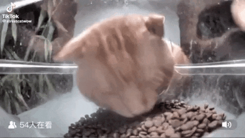 a cat is swimming in a tank of coffee beans .
