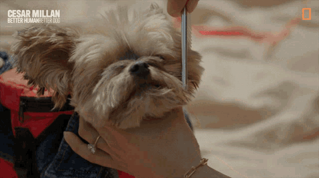 Grooming Dog Cesar Millan Better Human Better Dog GIF - Grooming Dog Cesar Millan Better Human Better Dog Combing GIFs