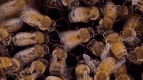 Bees Pollinator GIF